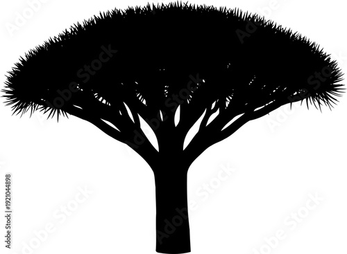 Dragon blood tree silhouette with unique umbrella shape Dracaena cinnabari