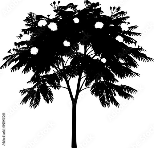 Flowering mimosa tree silhouette with white blossoms