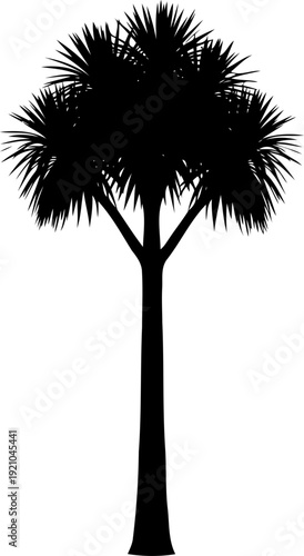 Joshua tree silhouette with spiky leaves in a desert environment