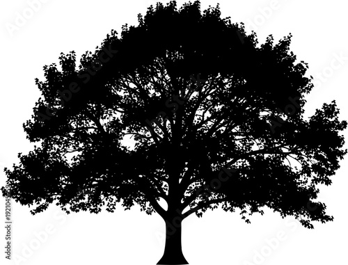 Large deciduous oak tree silhouette with dense summer foliage
