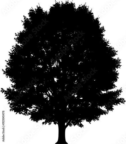 Large deciduous tree with a dense leafy canopy