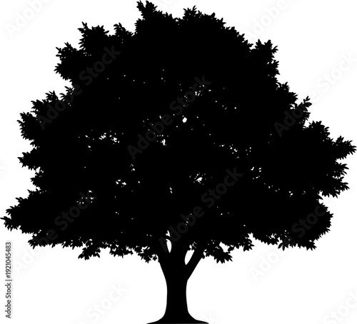 Large leafy deciduous tree silhouette with broad canopy