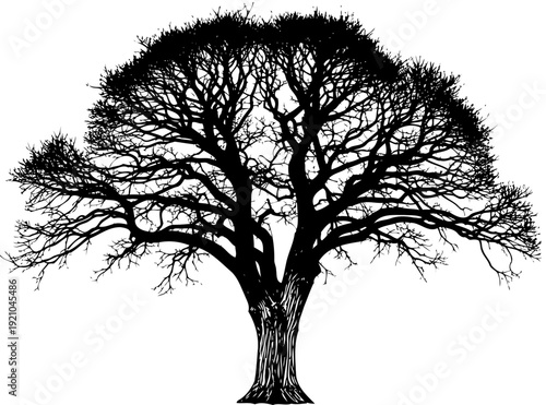 Large leafless winter tree with intricate branches silhouette