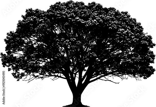 Large leafy tree silhouette with a massive rounded canopy