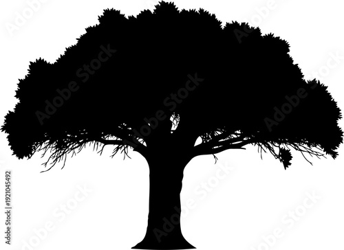 Large spreading tree silhouette in ancient forest