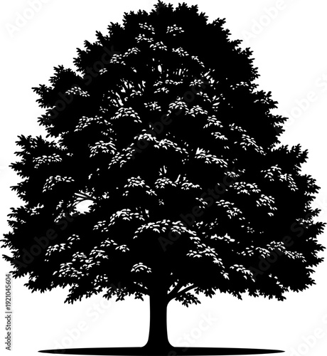 Majestic leafy tree silhouette with broad canopy