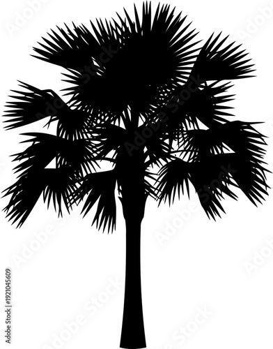 Majestic fan palm tree silhouette with spiky fronds
