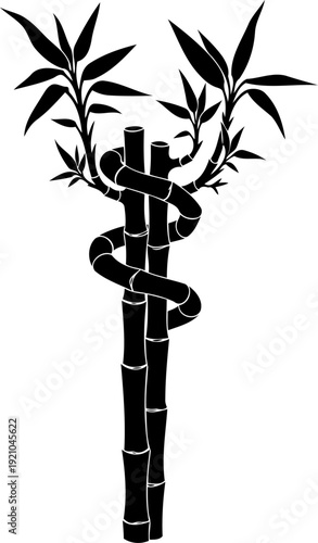 Lucky bamboo stalks silhouette with twisted stems and leaves