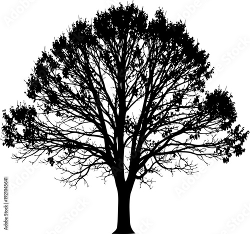 Majestic tree with wide branches and intricate structure
