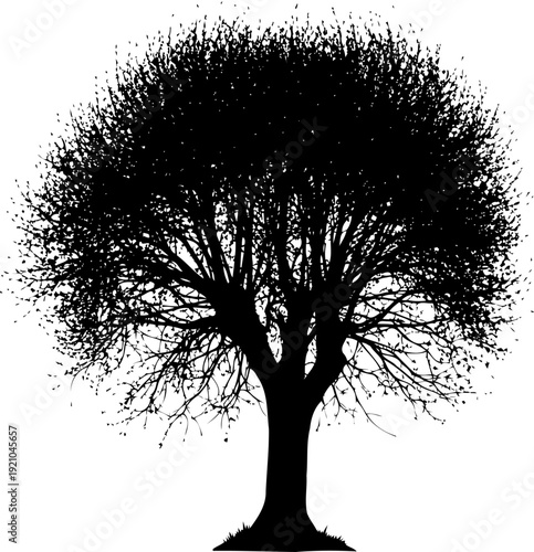 Massive tree silhouette with wide spreading canopy