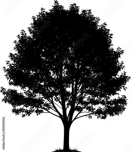 Mature deciduous tree silhouette with dense foliage canopy