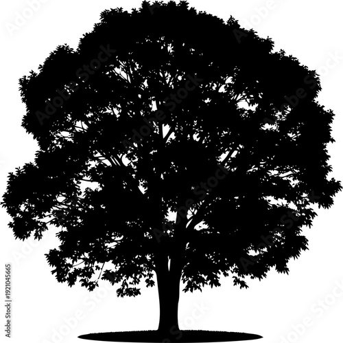 Mature round canopy tree standing in field