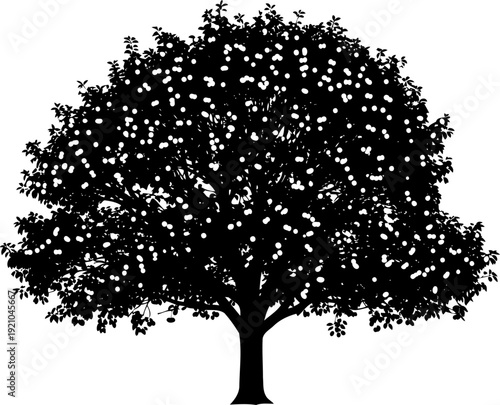 Mature orchard fruit tree silhouette laden with round produce