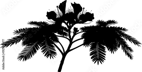 Mimosa branch silhouette with delicate leaves and flowers