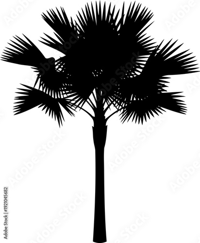 Mediterranean fan palm tree silhouette icon