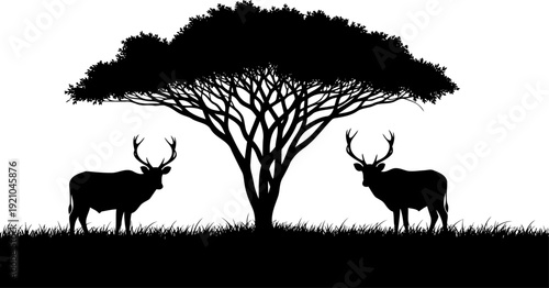 Pair of deer standing under a large spreading tree silhouette