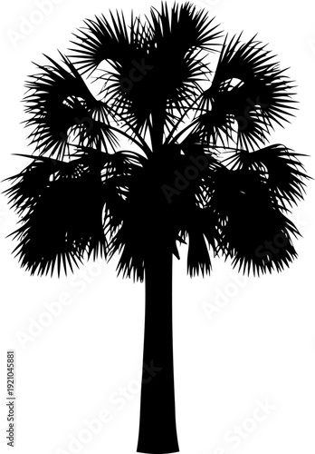 Palmetto fan palm tree silhouette with textured fronds