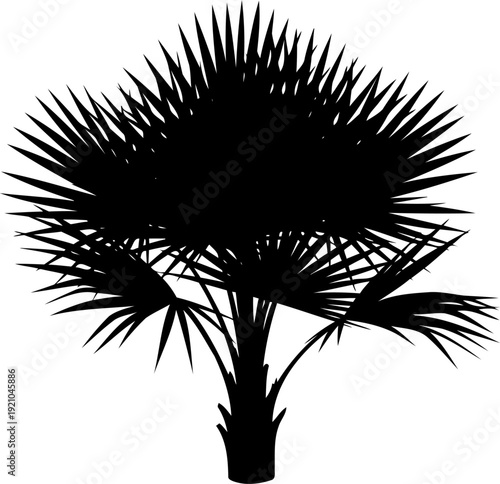 Palmetto palm tree silhouette against sky