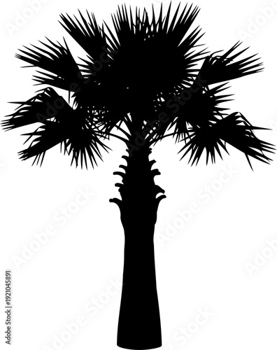 Palm tree silhouette showing textured trunk detail