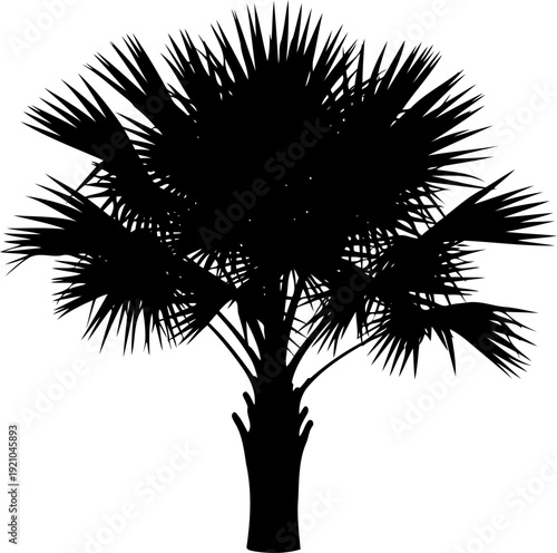 Palmetto palm tree silhouette with spiky fan-shaped leaves