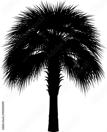 Palmetto tree featuring a shaggy trunk and fan fronds