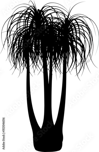 Ponytail palm silhouette with long drooping leaves and bulbous base