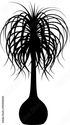 Ponytail palm tree silhouette with long cascading leaves