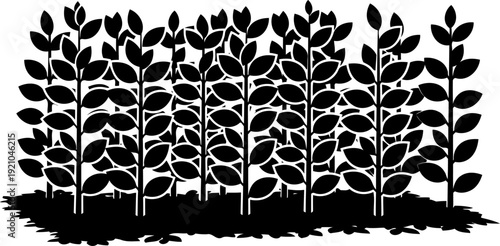 Row of leafy garden plants silhouette growing in soil