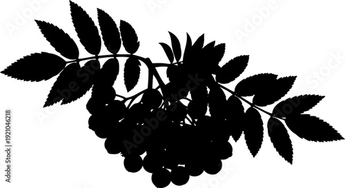 Rowan berry branch silhouette with pinnate leaves