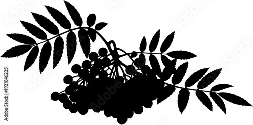 Rowan berry branch silhouette with clusters of fruit and pinnate leaves