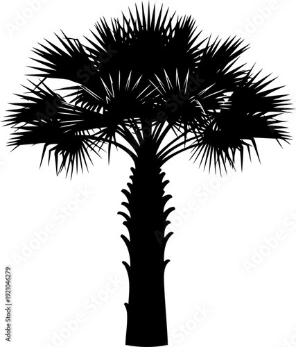Sabal palmetto tree silhouette with fan shaped fronds and textured trunk
