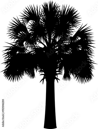 Sabal palm tree silhouette standing tall with dense fronds