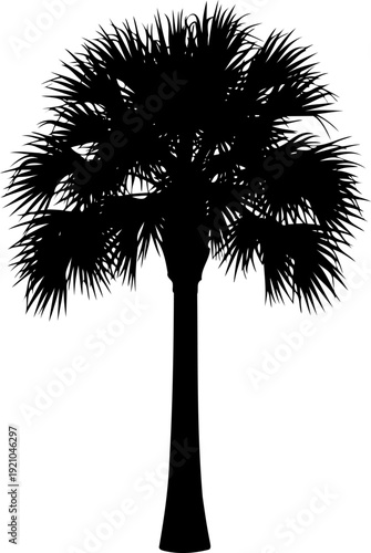 Sabal palm tree silhouette with a thick trunk