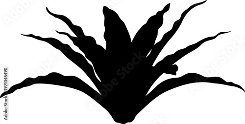 Spiky agave plant silhouette with sharp leaves