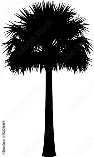 Tall fan palm tree with slender trunk silhouette