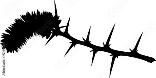 Thorny branch with a prickly caterpillar resting on it