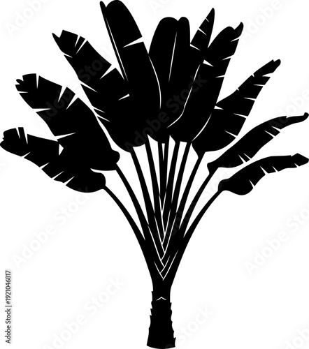 Tropical banana plant silhouette with broad spreading leaves