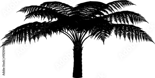 Tropical fern tree silhouette with feathery fronds
