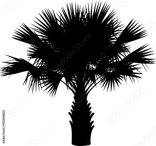 Tropical fan palm tree silhouette with sharp spiked fronds