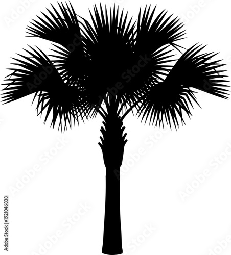 Tropical fan palm tree silhouette against a clear sky