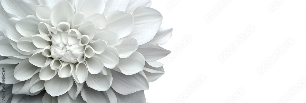 Obraz premium white flower on white background, png file, transparent background