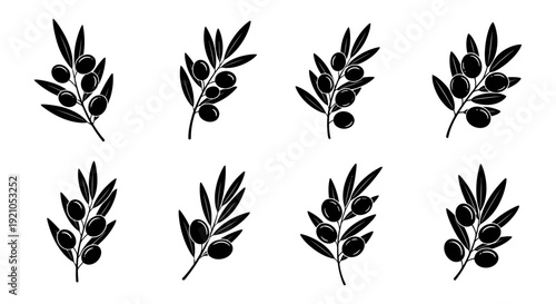 black olive branch with ripe olives isolated on white perfect for mediterranean food branding and healthy design.