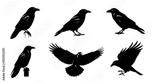 black raven and crow silhouettes in diverse poses standing perching and flying isolated on a white background depicting nature and symbolism ideal for graphic design.