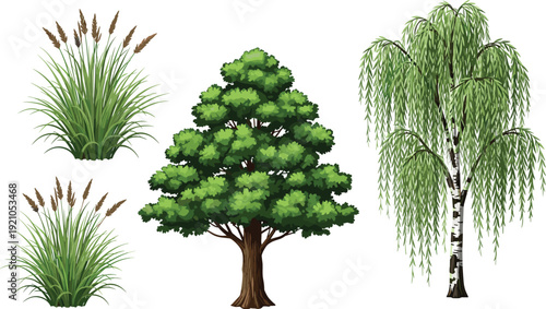 Vector illustration set of diverse garden plants featuring lush green deciduous oak tree drooping weeping willow and tall ornamental pampas grass isolated on white background.