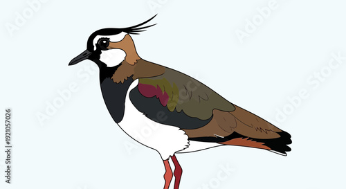 Lapwing Bird Illustration: Distinct Crest, Colorful Plumage, Standing Profile View