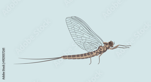 Mayfly Insect Illustration - Delicate Wings, Long Tail, Simple Vector Art