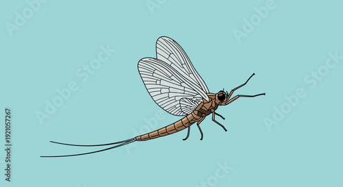 Mayfly Insect Illustration - Ephemeroptera, Delicate Wings, Long Tail, Isolated