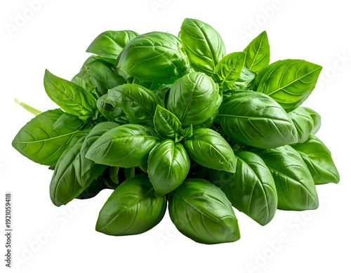 Fresh basil leaves: A vibrant green herb for culinary use.