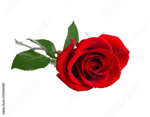 Vibrant red rose with green leaves isolated on white background.