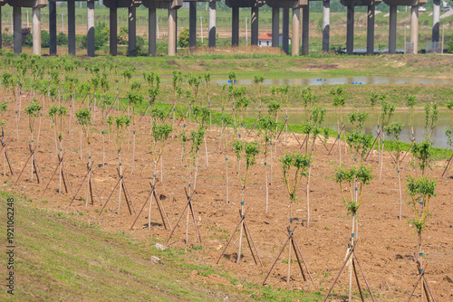 Canvas Print Riparian Restoration Area with Newly Planted Saplings and Support Stakes